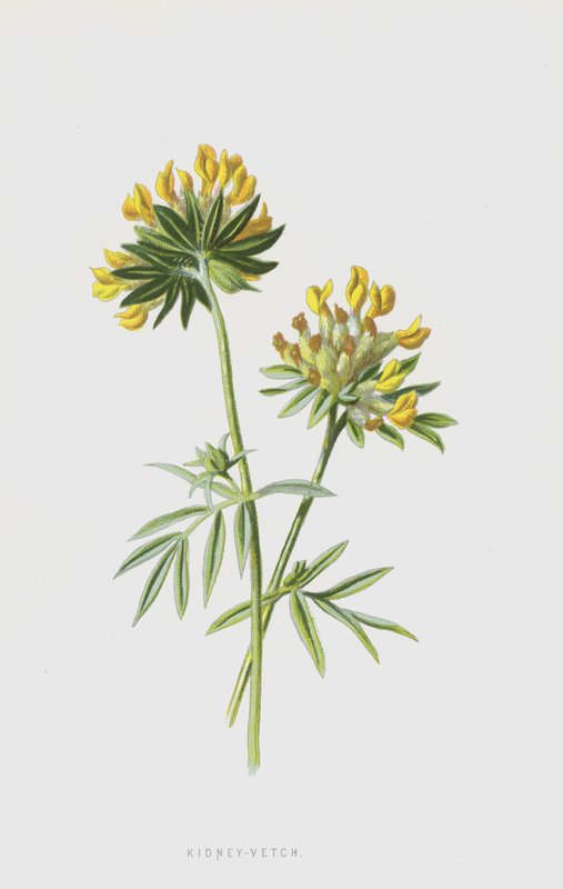 Böbrek-Fiğ (chromolitho) by Frederick Edward Hulme