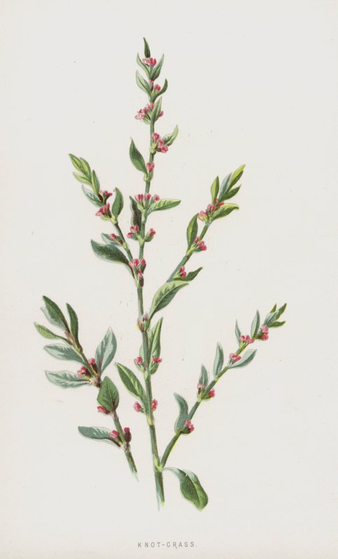 Düğüm-Çimen (kromolitho) by Frederick Edward Hulme