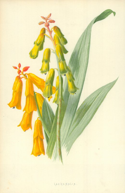 Lachenalia by Frederick Edward Hulme