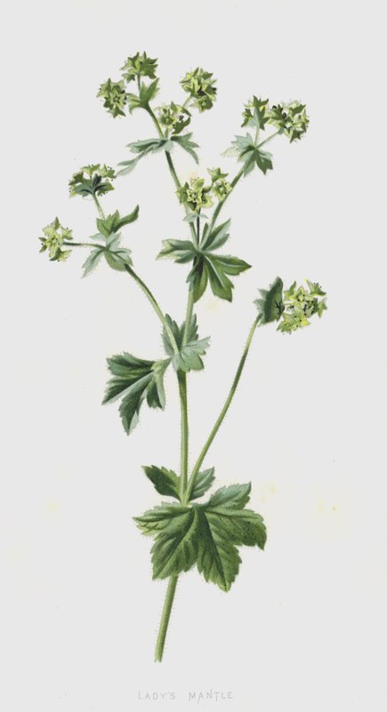 Hanımefendi Mantosu (kromolitho) by Frederick Edward Hulme