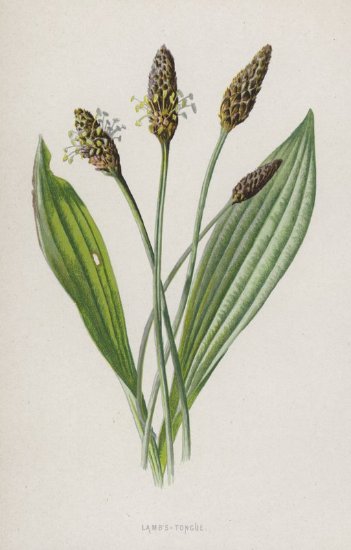 Kuzuların Dili (chromolitho) by Frederick Edward Hulme