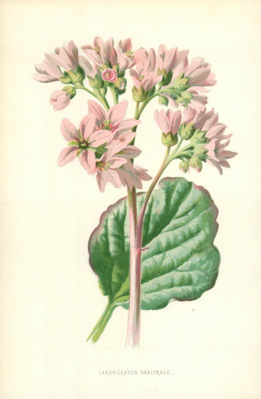 Büyük Yapraklı Saksafon by Frederick Edward Hulme