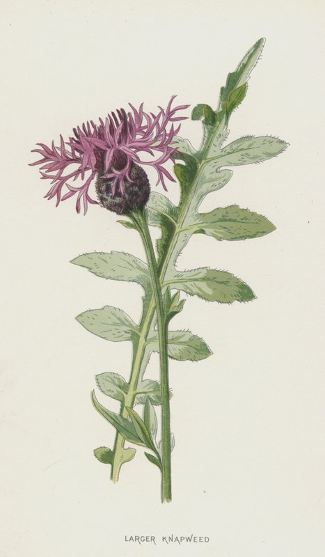 Daha Büyük Knapweed (chromolitho) by Frederick Edward Hulme