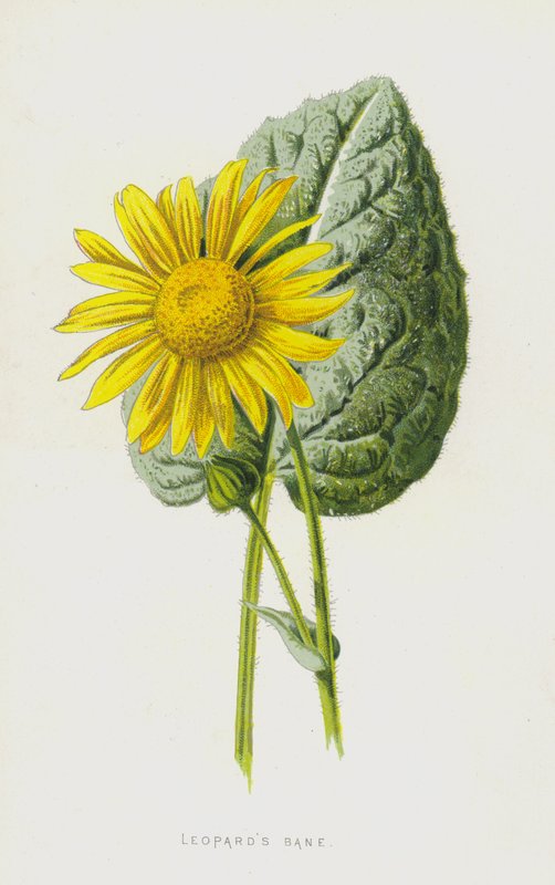 Leopar Yıkımı (chromolitho) by Frederick Edward Hulme
