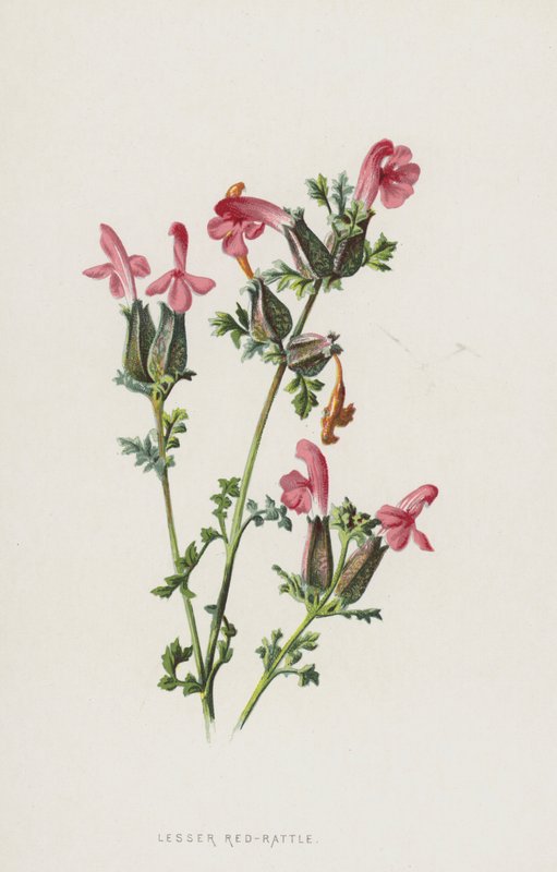 Küçük Kırmızı-Çıngırak (kromolitho) by Frederick Edward Hulme