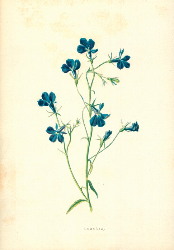 Lobelia by Frederick Edward Hulme