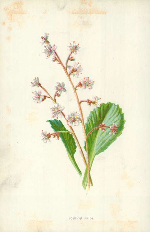 Londra Gururu by Frederick Edward Hulme