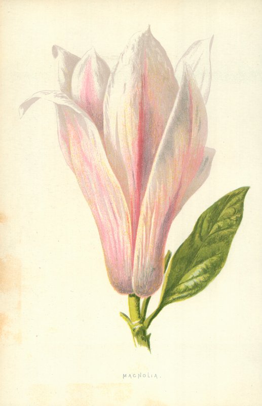 Manolya by Frederick Edward Hulme