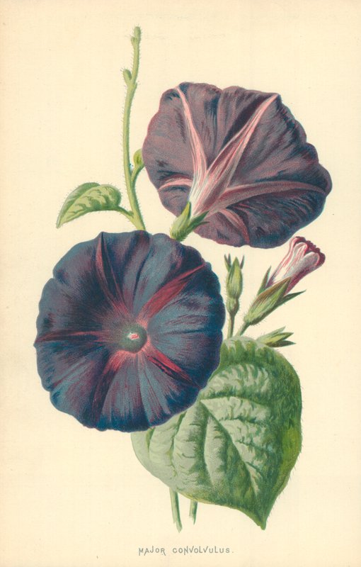 Büyük Konvolvulus by Frederick Edward Hulme