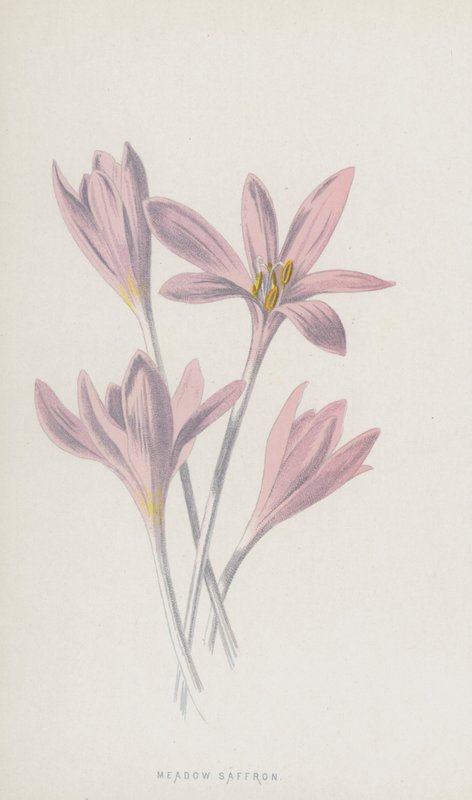 Çayır Safranı (chromolitho) by Frederick Edward Hulme