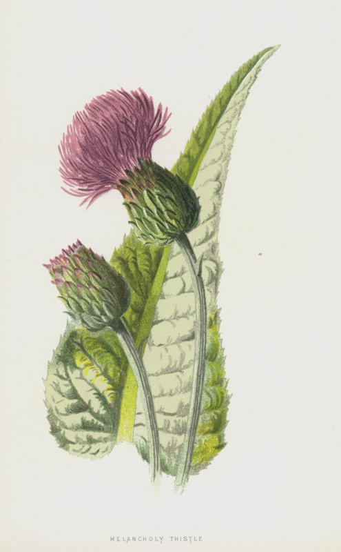 Melankoli Devedikeni (chromolitho) by Frederick Edward Hulme