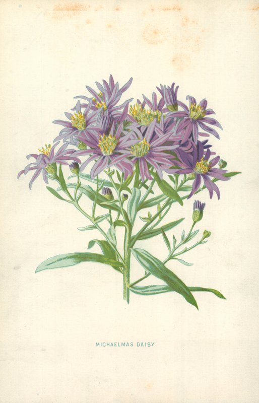 Michaelmas Papatya by Frederick Edward Hulme