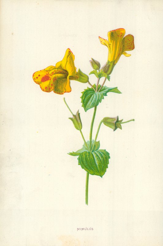 taklit by Frederick Edward Hulme
