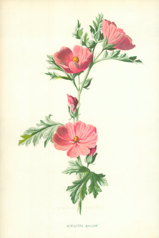 Minyatür Ebegümeci by Frederick Edward Hulme