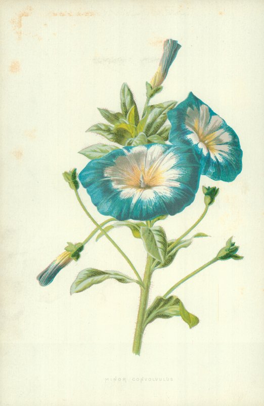Küçük Konvolvulus by Frederick Edward Hulme