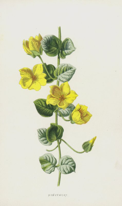 Parawort (kromolitho) by Frederick Edward Hulme