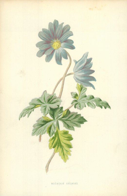 dağ anemon by Frederick Edward Hulme
