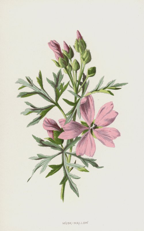 Misk-ebegümeci (chromolitho) by Frederick Edward Hulme