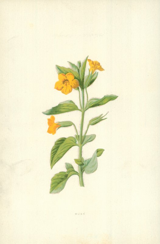 Misk by Frederick Edward Hulme