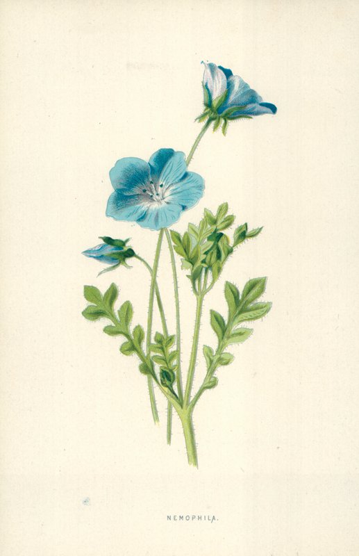 Nemofila by Frederick Edward Hulme