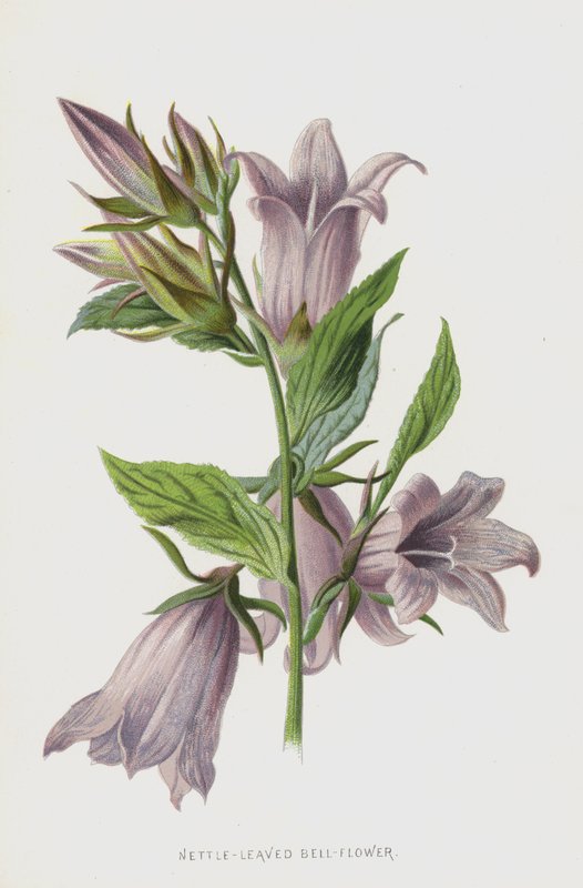 Isırgan Yapraklı Çan Çiçeği (chromolitho) by Frederick Edward Hulme