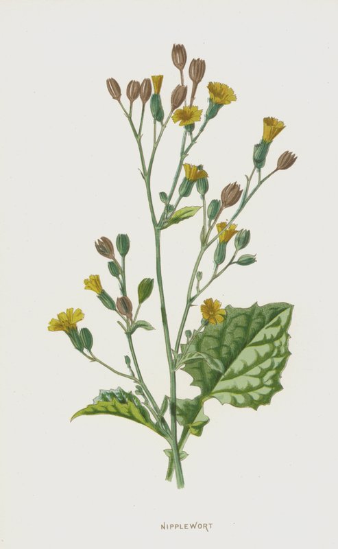 Nipelwort (kromolitho) by Frederick Edward Hulme