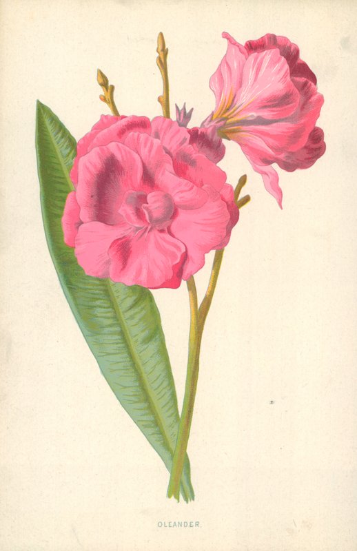 Zakkum by Frederick Edward Hulme