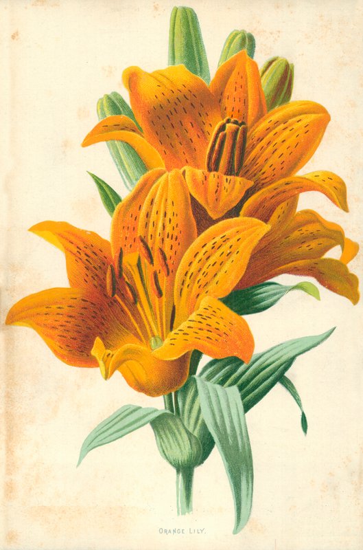 turuncu zambak by Frederick Edward Hulme