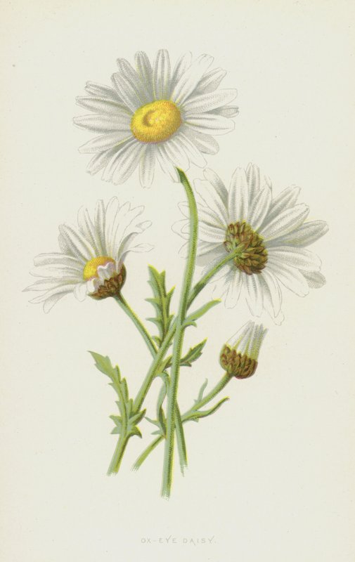 Öküz Gözü Papatya (kromolitho) by Frederick Edward Hulme