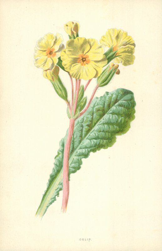 Çuha çiçeğine benzer bitki by Frederick Edward Hulme