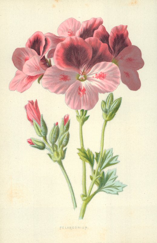 Sardunya by Frederick Edward Hulme