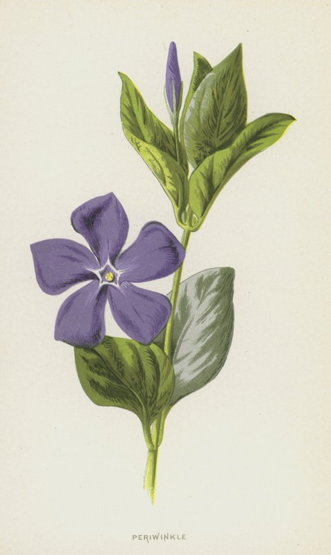 Deniz salyangozu (kromolitho) by Frederick Edward Hulme