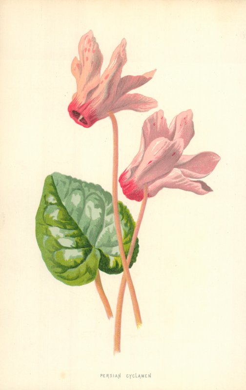 Farsça Siklamen by Frederick Edward Hulme