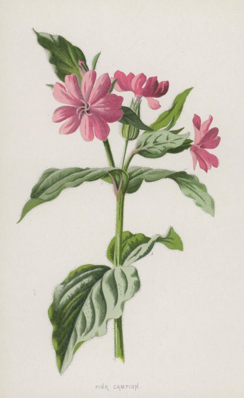 Pembe Kampion (kromolitho) by Frederick Edward Hulme
