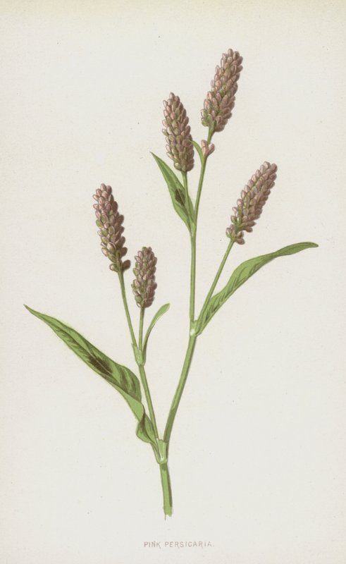 Pembe Persicaria (chromolitho) by Frederick Edward Hulme