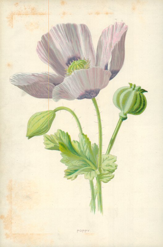 Haşhaş by Frederick Edward Hulme