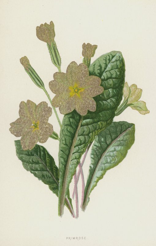 çuha çiçeği (kromolito) by Frederick Edward Hulme