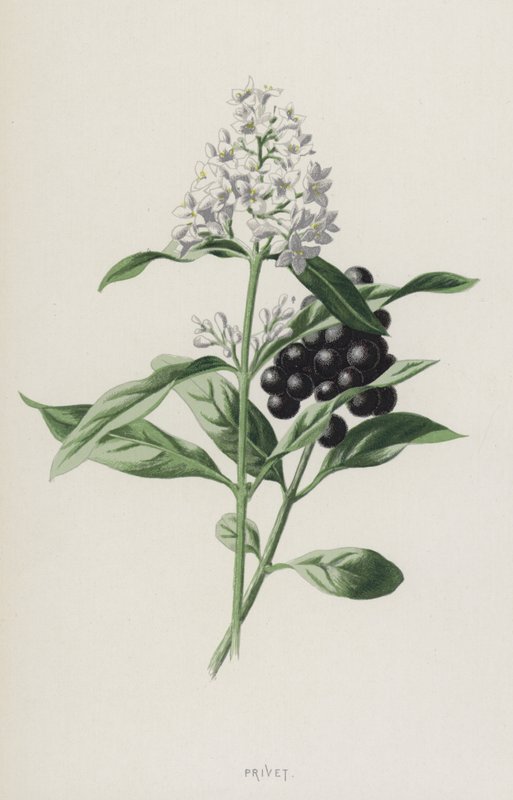 Privet (kromolitho) by Frederick Edward Hulme