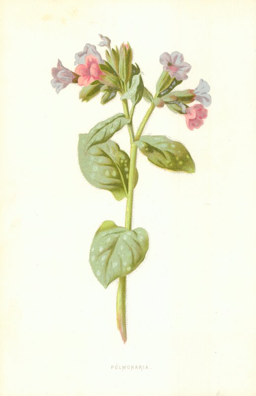 pulmoner by Frederick Edward Hulme