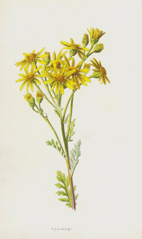 Paçavra (kromolito) by Frederick Edward Hulme
