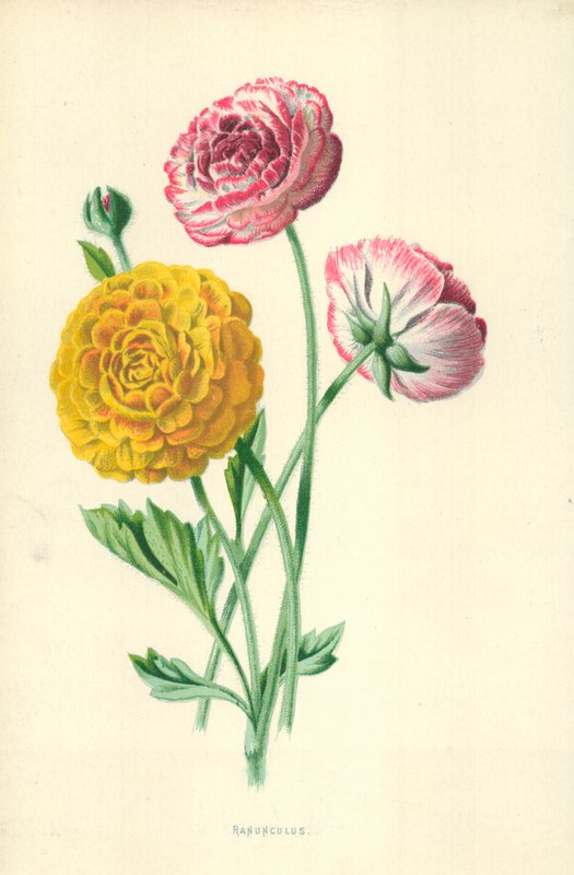 Düğünçiçeği by Frederick Edward Hulme