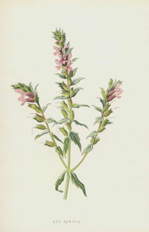 Kırmızı Bartsia (kromolitho) by Frederick Edward Hulme