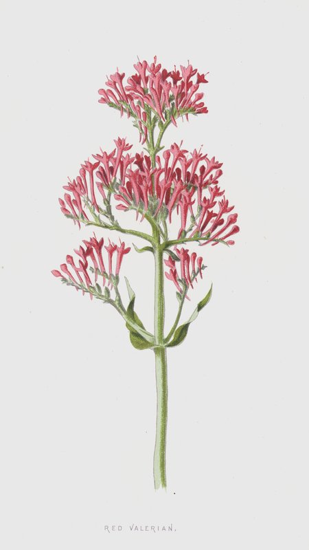Kırmızı Kediotu (kromolitho) by Frederick Edward Hulme