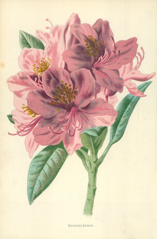 ormangülü by Frederick Edward Hulme