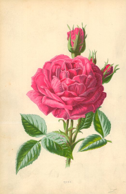 Rose by Frederick Edward Hulme