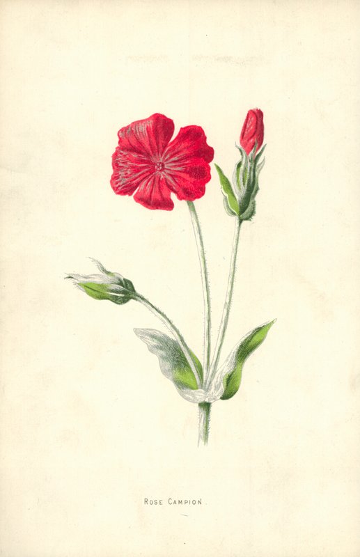 gül kampı by Frederick Edward Hulme