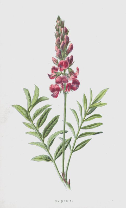 Korunga (kromolito) by Frederick Edward Hulme