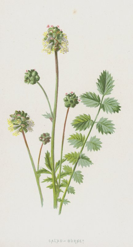 Salata-Börek (chromolitho) by Frederick Edward Hulme