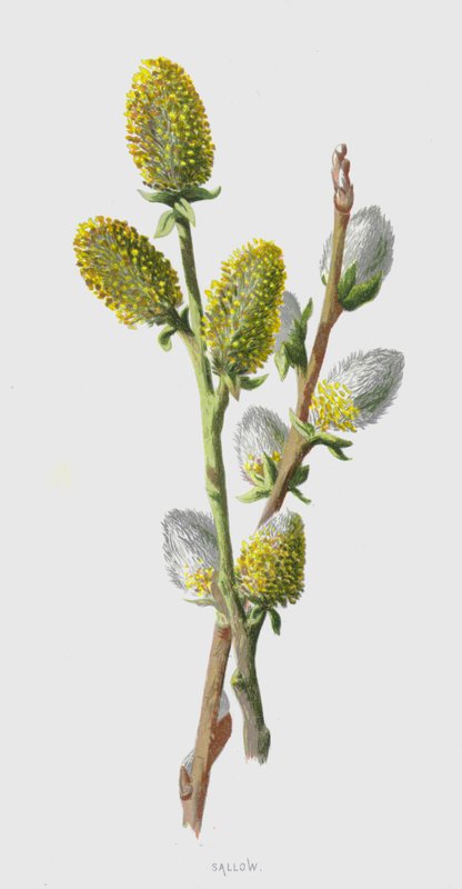 solgun (kromolitho) by Frederick Edward Hulme