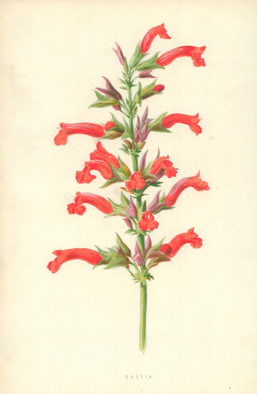 ada çayı by Frederick Edward Hulme
